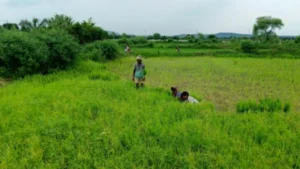 Maharashtra Dams Release Water to Aid Farmers in Ahilyanagar