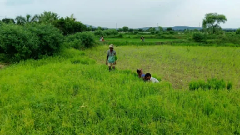 Maharashtra Dams Release Water to Aid Farmers in Ahilyanagar