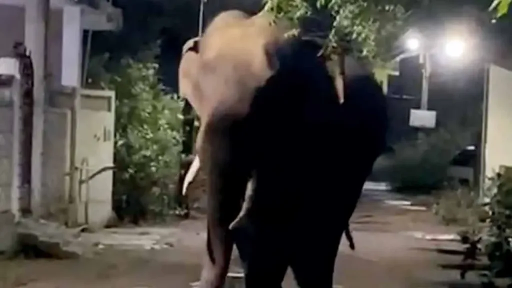 Fear in Gadchiroli as Notorious Tusker CME3 Returns