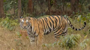 Heartbreaking: Two More Lives Lost in Maharashtra Tiger Attacks
