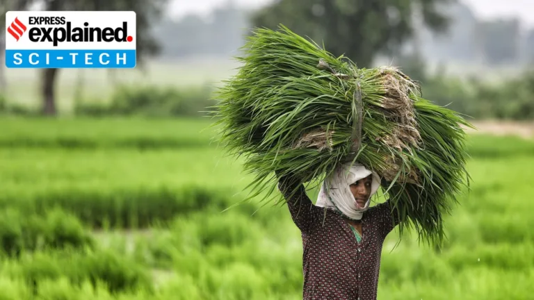 India Launches First Genome-Edited Rice Varieties: A Breakthrough for Agriculture
