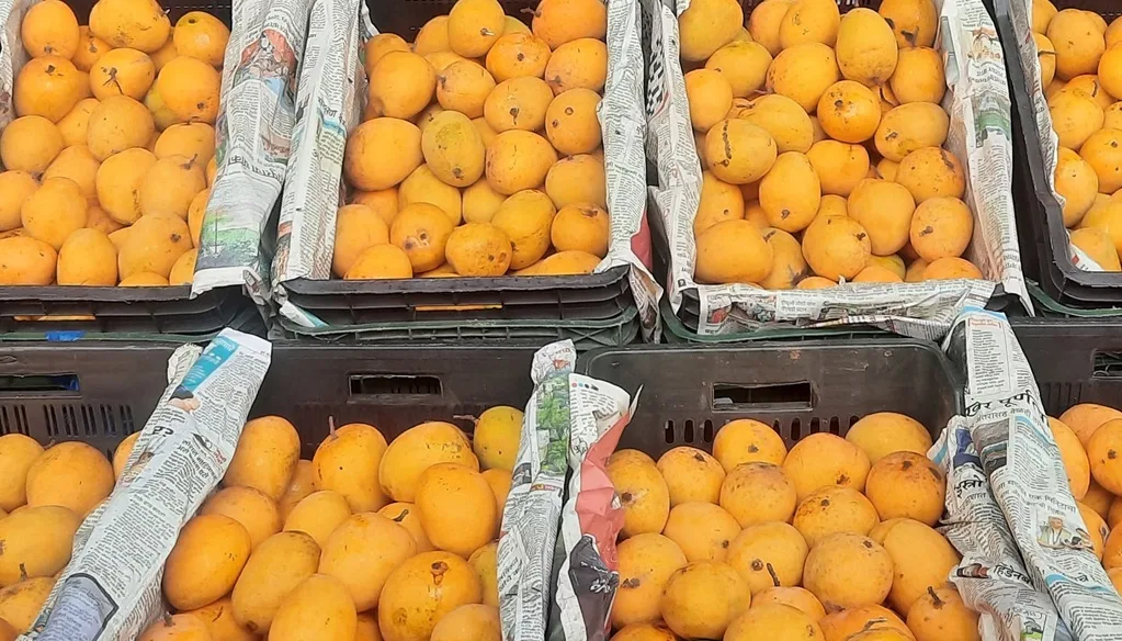 Pune's Mango Magic Melts Away in Unexpected Rain