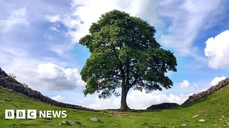 The Day England Lost a Beloved Tree: A Park Ranger's Heartbreaking Account