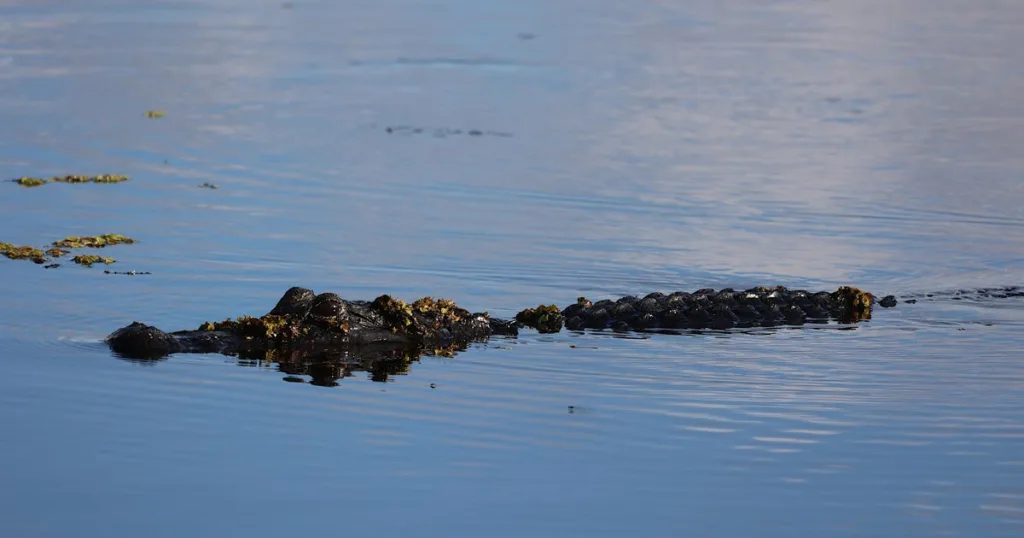 Tragedy on the Water: Woman Fatally Attacked by Alligator While Canoeing